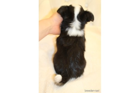 成約済の東京都のチワワ(ロングコート)-256332の2枚目